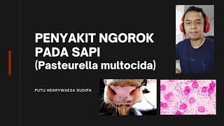 Penyakit Ngorok Pada Sapi (Pasteurella multocida)