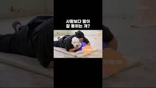 눈치백단 똑똑한 강아지들 #shorts