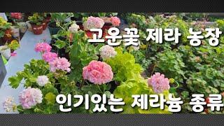 고운꽃제라 농장 인기있는 제라늄 종류