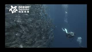 【海底映像】六帶鯵