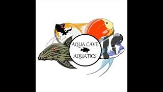 Aqua cave aquatics in the house