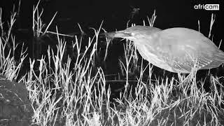 Juvenile Blackcrowned Night Heron at Kwa Maritane