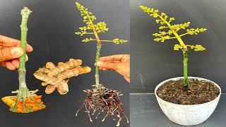 Super special technique for propagating mangoes using onions and turmeric for fast growth