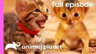 Persian, Bengal, and Abyssinian Kittens | Too Cute! (Full Episode)