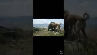 캉갈을 일반개로 알던 불곰의 최후. Kangal faces off bear.