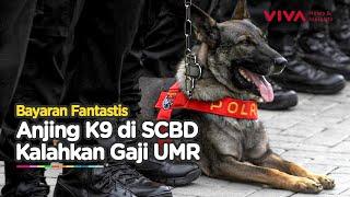 Bayaran Anjing Pelacak K9 SCBD di Luar Nalar, Kalahkan Gaji UMR