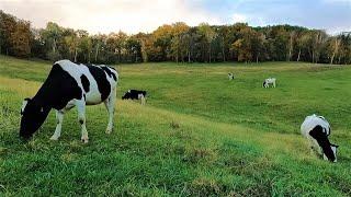 Cow Gazing! l  Cows Grazing on a Small Dairy Farm!