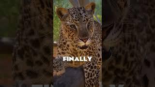  Frontier FINALLY UPDATED the African Leopard! | #Shorts #PlanetZoo