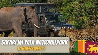 Safari in Yala National Park  Is it worth it?