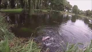 #2: Martyn Williams Fishing at Dever Springs (Stalking Rainbows at close range)