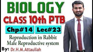 Male reproductive system of rabbit  | Chapter # 14 | Biology Class 10th | Lec# 23