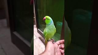 #parrot #talkingparot #birds #nonstoptalkingparrot #talkingparrot #mithukibatain
