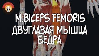 Двуглавая мышца бедра (m. biceps femoris) 3D Анатомия