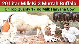 Top Quality 17 Kg Milk Haryana Cow , or 20 Litar Milk Ki 3 Murrah Buffalo ,