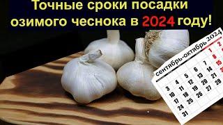 Точные сроки посадки озимого чеснока в 2024 году Во всех Регионах