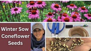 How To Winter Sow Echinacea Coneflower Seeds | Wintersow With Me || Budget Gardening