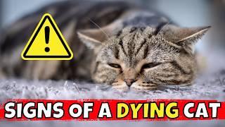 10 Warning Signs Your Cat May be Dying – Act Now! 