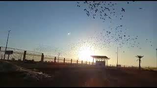 extreme long distances pigeon race in Saudi Arabia 1200 km