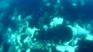 Spear fishing:  2 Moray eels in one shot in Azores