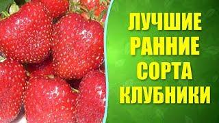  Лучшие ранние сорта клубники. Какие ранние сорта клубники выращивать?