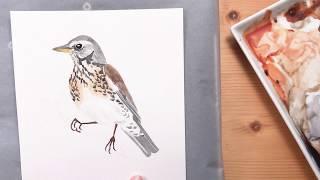 How to paint a bird in watercolor (fieldfare demo) - with Julia Bausenhardt