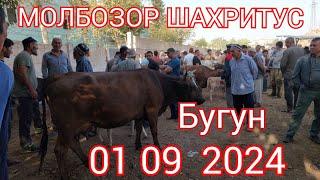 МОЛБОЗОР ШАХРИТУЗ БУГУН НАРХЛАР КИМАТ  1 МОЛ  3 ДОНА МУРАВИНИ ПУЛИГА ТЕНГ КЕЛАДИ 🫡🫡