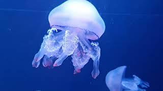 Ubur-ubur jellyfish Free video no watermark HD 4K