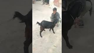 Tumsa Koi Pyara video song# Video Vinod Rekha Rao Vlogs viral Video# Short video Video #