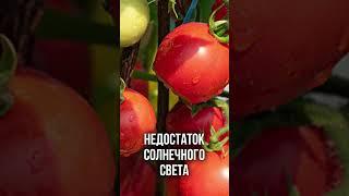 Правильный уход за помидорами! #дача #огород #помидоры