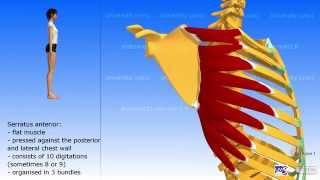 The serratus anterior