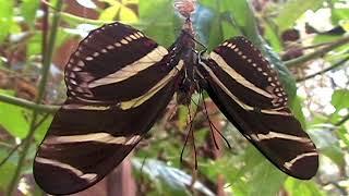 The Secret Love Life of the Zebra Longwing Butterfly
