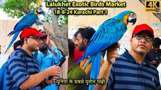 Lalukhet Exotic Birds and Parrots Market 18-8-24 Karachi | Unique Hen and Rooster