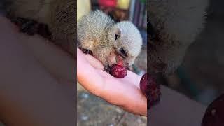 Eat the fruit on my hand/1 #animallovers #wildlifelovers #mypet #shortvideo #shorts