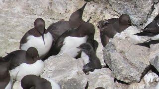Seabird chicks on the cliffs of Rathlin: Common Guillemots and other lesser species