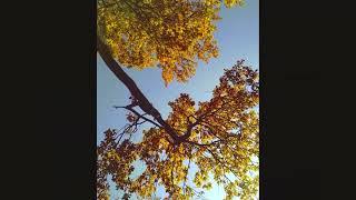 AUTUMN  beauty trees, fain, days , золотая осень красота солнечные ДНИ