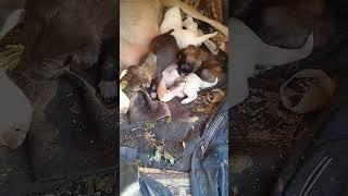 Beautiful New Born puppies sleeping in shelter | Winters | Mountain Village | Nature Buddies #animal