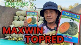 Panen melon maksimal bersama top red dari tanigras @kampunghortikulturacikal