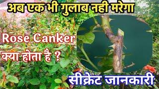 अब एक भी गुलाब नही मरेगा  Rose Canker, How to save your rose plants from rose Canker