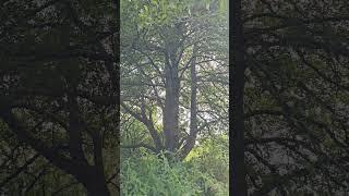 Ольха чёрная, старое дерево у реки #shorts #ольха #бонсай @Studio.Bonsai #bonsai #garden