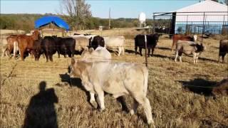 Murray Grey Bull Calf