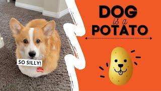 Dog Thinks He’s a POTATO! #fail #cute