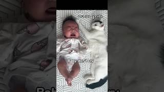 cats really love babies