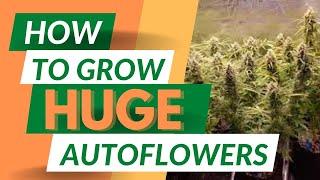 3 Easy Tips for Growing HUGE Autoflowering Cannabis Plants!