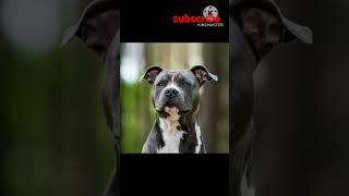 #youtube #shot #power of pitbull dog//