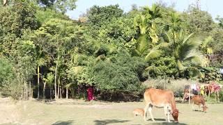 Beauty Of Nandail, Achargaon Village