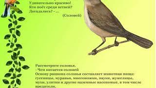 Познавательное развитие