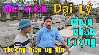 Nhà vườn Đại lý chậu anh Quê nhiều mẫu chậu cảnh đẹp chất lượng