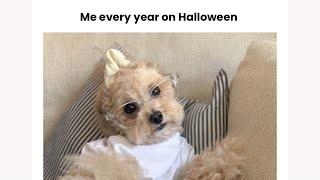 Me every year on Halloween