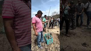 Planting Palo Santo Trees in Piura, Peru: Our Reforestation Efforts Revealed  #sustainablefashion