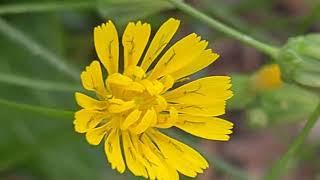 ניסנית ארץ ישראלית פורחת سراغة فلسطينية Crepis palaestina is blooming